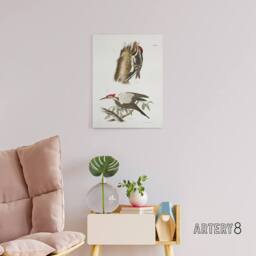 "Artery8 James De Kay Yellow Bellied & Crested Woodpecker Canvas Art Print in White - Size: W12"" x H16""" - thumbnail 3