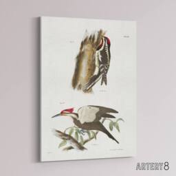 "Artery8 James De Kay Yellow Bellied & Crested Woodpecker Canvas Art Print in White - Size: W12"" x H16""" - thumbnail 2