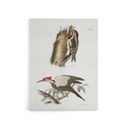 "Artery8 James De Kay Yellow Bellied & Crested Woodpecker Canvas Art Print in White - Size: W12"" x H16""" - thumbnail 1