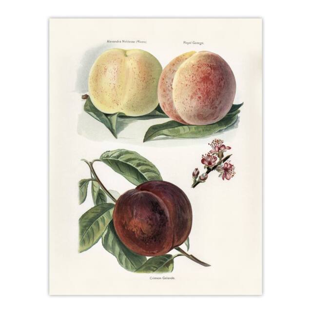 "Artery8 Vintage Illustration of Peach Varieties Wright Wall Art Poster Print in White - Size: W18"" x H24""" - image 1