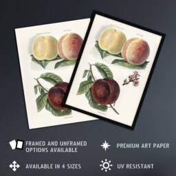 "Artery8 Vintage Illustration of Peach Varieties Wright Wall Art Poster Print in White - Size: W18"" x H24""" - thumbnail 2