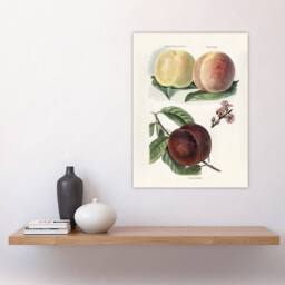 "Artery8 Vintage Illustration of Peach Varieties Wright Wall Art Poster Print in White - Size: W18"" x H24""" - thumbnail 4