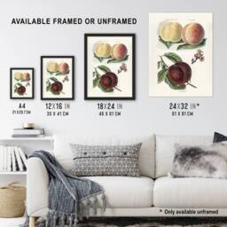 "Artery8 Vintage Illustration of Peach Varieties Wright Wall Art Poster Print in White - Size: W18"" x H24""" - thumbnail 3
