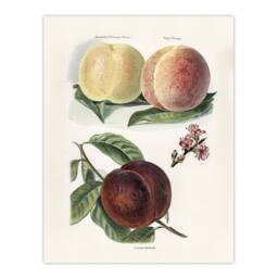 "Artery8 Vintage Illustration of Peach Varieties Wright Wall Art Poster Print in White - Size: W18"" x H24""" - thumbnail 1