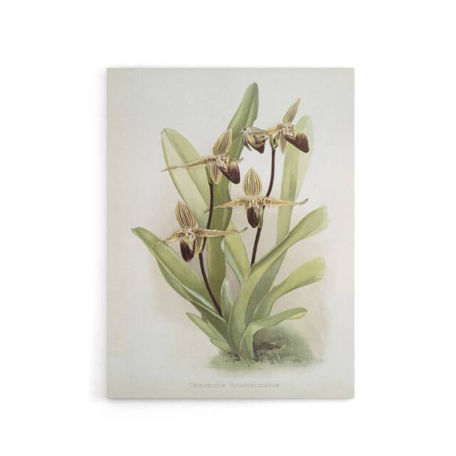"Artery8 Frederick Sander Cypripedium Rothschildianum Orchid Canvas Art Print - Size: W12"" x H16""" - image 1