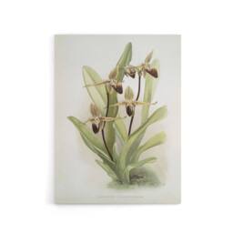 "Artery8 Frederick Sander Cypripedium Rothschildianum Orchid Canvas Art Print - Size: W12"" x H16""" - thumbnail 1