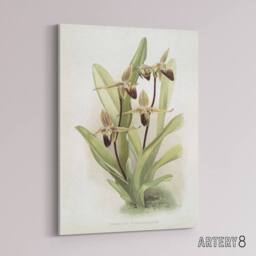 "Artery8 Frederick Sander Cypripedium Rothschildianum Orchid Canvas Art Print - Size: W12"" x H16""" - thumbnail 2