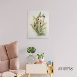 "Artery8 Frederick Sander Cypripedium Rothschildianum Orchid Canvas Art Print - Size: W12"" x H16""" - thumbnail 3