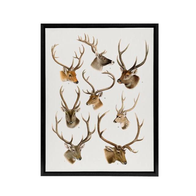 "Artery8 Vintage Illustration of Deer Species Lydekker Framed Canvas Wall Art in White - Size: W18"" x H24""" - image 1