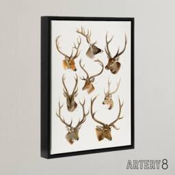 "Artery8 Vintage Illustration of Deer Species Lydekker Framed Canvas Wall Art in White - Size: W18"" x H24""" - thumbnail 2
