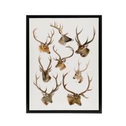 "Artery8 Vintage Illustration of Deer Species Lydekker Framed Canvas Wall Art in White - Size: W18"" x H24""" - thumbnail 1