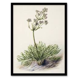 Artery8 New Zealand Wild Spaniard Flower Featon Framed Wall Art Print in Beige - Size: A4 - thumbnail 1