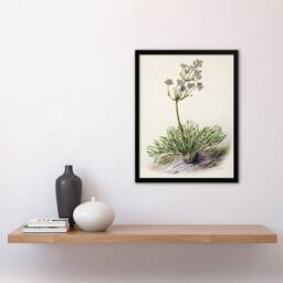 Artery8 New Zealand Wild Spaniard Flower Featon Framed Wall Art Print in Beige - Size: A4 - thumbnail 4