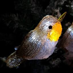 Samuel Alexander Set of 5 Light up Acrylic Christmas Robin Decoration with 30 Ice White LEDs - thumbnail 2