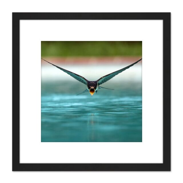 Artery8 Sanchezn Swallow Bird Drinking Swimming Pool Photo 8X8 Inch Square Wooden Framed Wall Art Print Picture with Mount in Black - image 1