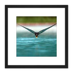 Artery8 Sanchezn Swallow Bird Drinking Swimming Pool Photo 8X8 Inch Square Wooden Framed Wall Art Print Picture with Mount in Black - thumbnail 1