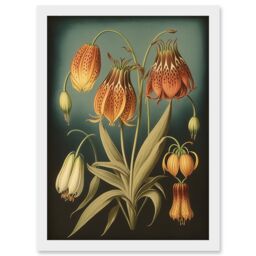 Artery8 Fritillaria Flower Plant Ernst Haeckel Inspired Plant Study Modern Watercolour Painting Illustration Artwork Framed Wall Art Print A4 in White - thumbnail 1