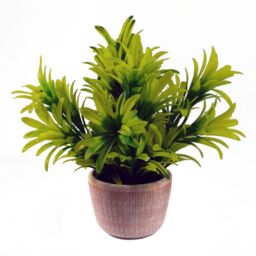 Leaf 22cm Foliage Honey Plant Light Green in Terracotta Pot in Yellow