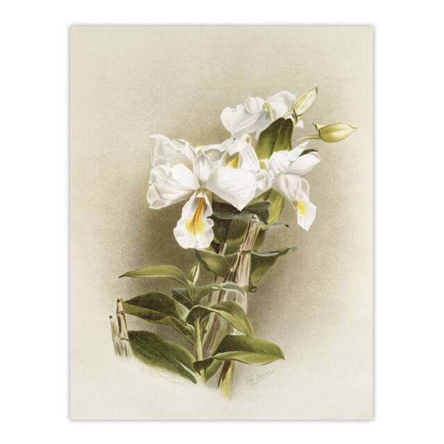 "Artery8 Frederick Sander Dendrobium Formosum Orchid Flowers Wall Art Print - Size: W12"" x H16""" - image 1