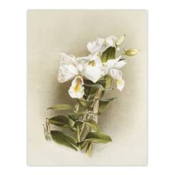 "Artery8 Frederick Sander Dendrobium Formosum Orchid Flowers Wall Art Print - Size: W12"" x H16""" - thumbnail 1