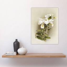 "Artery8 Frederick Sander Dendrobium Formosum Orchid Flowers Wall Art Print - Size: W12"" x H16""" - thumbnail 4