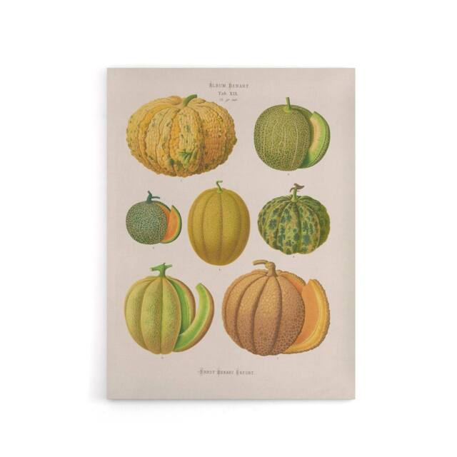 "Artery8 Melons Fruit Vintage Kitchen Ernst Benary Canvas Wall Art Print in White - Size: W12"" x H16""" - image 1
