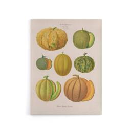 "Artery8 Melons Fruit Vintage Kitchen Ernst Benary Canvas Wall Art Print in White - Size: W12"" x H16""" - thumbnail 1