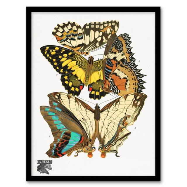 Artery8 Papillons Butterflies Illustration Vintage Framed Wall Art Print Seguy - Size: A4 - image 1