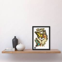 Artery8 Papillons Butterflies Illustration Vintage Framed Wall Art Print Seguy - Size: A4 - thumbnail 4