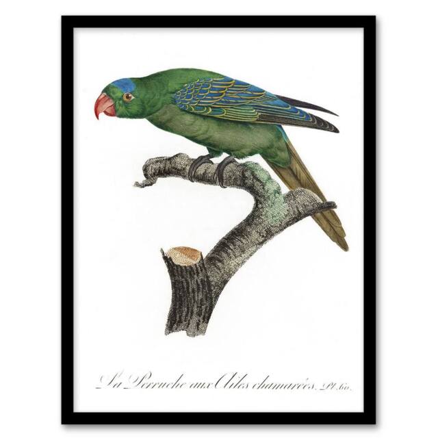 Artery8 The Blue Naped Parrot Francois Levaillant Framed Wall Art Print in White - Size: A4 - image 1