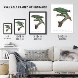 Artery8 The Blue Naped Parrot Francois Levaillant Framed Wall Art Print in White - Size: A4 - thumbnail 3