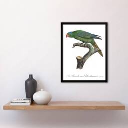 Artery8 The Blue Naped Parrot Francois Levaillant Framed Wall Art Print in White - Size: A4 - thumbnail 4