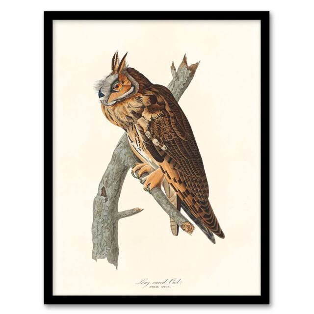 Artery8 John James Audubon Framed Wall Art Birds Of America Long Eared Owl in White - Size: A4 - image 1
