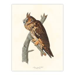 Artery8 John James Audubon Framed Wall Art Birds Of America Long Eared Owl in White - Size: A4 - thumbnail 3
