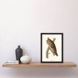 Artery8 John James Audubon Framed Wall Art Birds Of America Long Eared Owl in White - Size: A4 - thumbnail 2