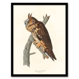 Artery8 John James Audubon Framed Wall Art Birds Of America Long Eared Owl in White - Size: A4 - thumbnail 1