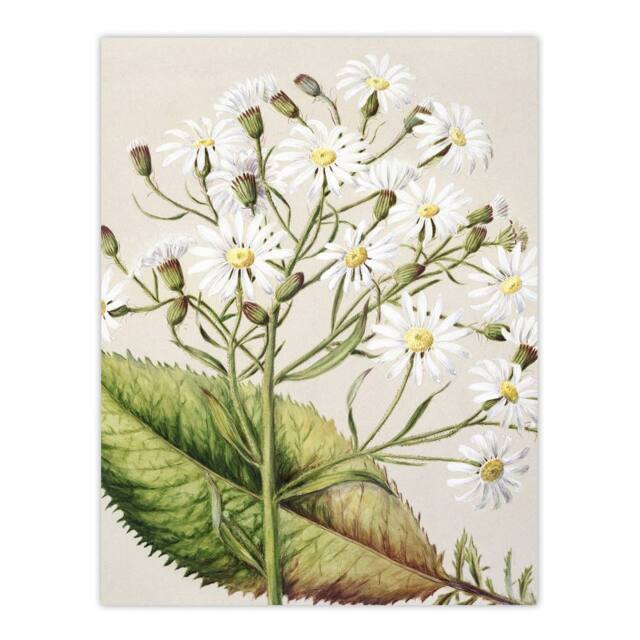 "Artery8 New Zealand Brachyglottis Hectorii Daisies Featon Art Print in Beige - Size: W12"" x H16""" - image 1