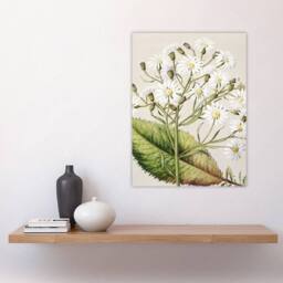 "Artery8 New Zealand Brachyglottis Hectorii Daisies Featon Art Print in Beige - Size: W12"" x H16""" - thumbnail 4
