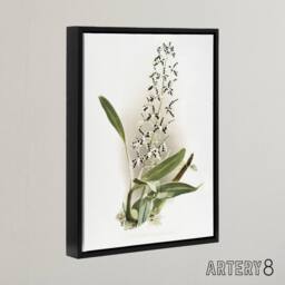 "Artery8 Frederick Sander Epidendrum Prismatocarpum Orchid Framed Canvas Art - Size: W12"" x H16""" - thumbnail 2