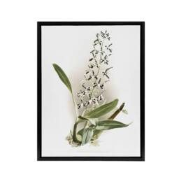 "Artery8 Frederick Sander Epidendrum Prismatocarpum Orchid Framed Canvas Art - Size: W12"" x H16""" - thumbnail 1