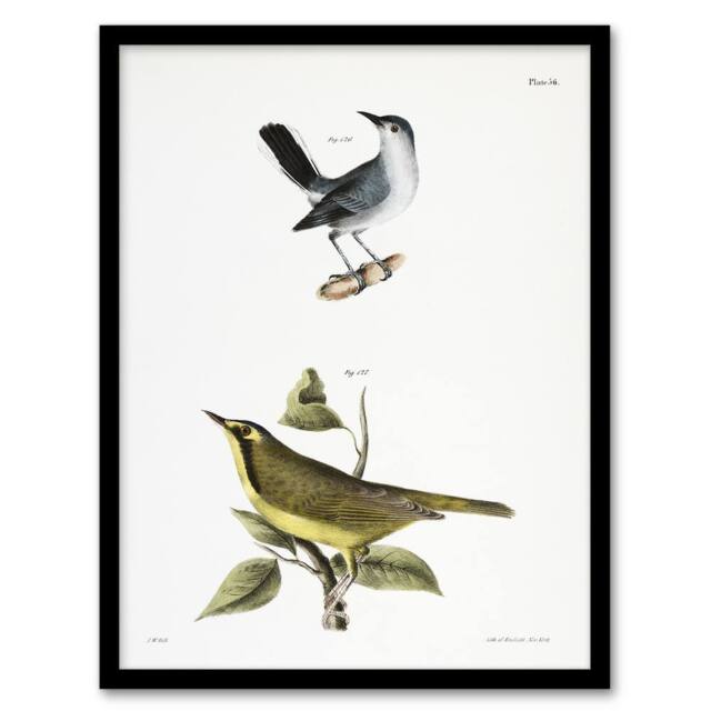 Artery8 James De Kay Gnatcatcher & Kentucky Warbler Framed Wall Art Print in White - Size: A4 - image 1
