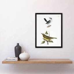 Artery8 James De Kay Gnatcatcher & Kentucky Warbler Framed Wall Art Print in White - Size: A4 - thumbnail 4