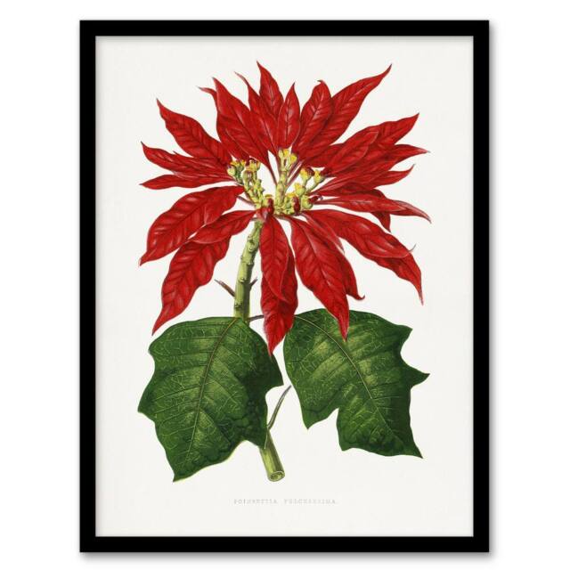 Artery8 AF Lydon B Fawcett Vintage Poinsettia Illustration Framed Art Print in White - Size: A4 - image 1