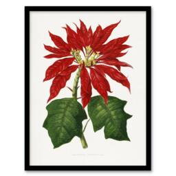 Artery8 AF Lydon B Fawcett Vintage Poinsettia Illustration Framed Art Print in White - Size: A4 - thumbnail 1