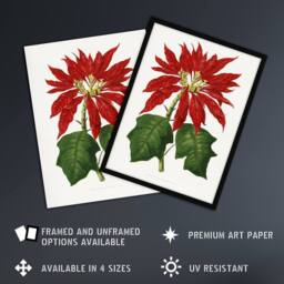 Artery8 AF Lydon B Fawcett Vintage Poinsettia Illustration Framed Art Print in White - Size: A4 - thumbnail 2