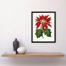 Artery8 AF Lydon B Fawcett Vintage Poinsettia Illustration Framed Art Print in White - Size: A4 - thumbnail 4