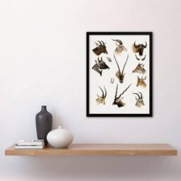 Artery8 Bovidae Animals Vintage Illustration Lydekker Framed Wall Art Print in White - Size: A3 - thumbnail 2
