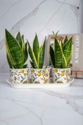 The British Gardening Company Set Of 3 Metal Flower Pots On Tray, Hummingbird Design Planters, Plant Pot Display, Outdoor Plant Containers in Cream - thumbnail 2