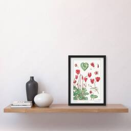 Artery8 Maurice Pillard Verneuil Framed Wall Art Print Cyclamen Flower Plant in White - Size: A4 - thumbnail 2