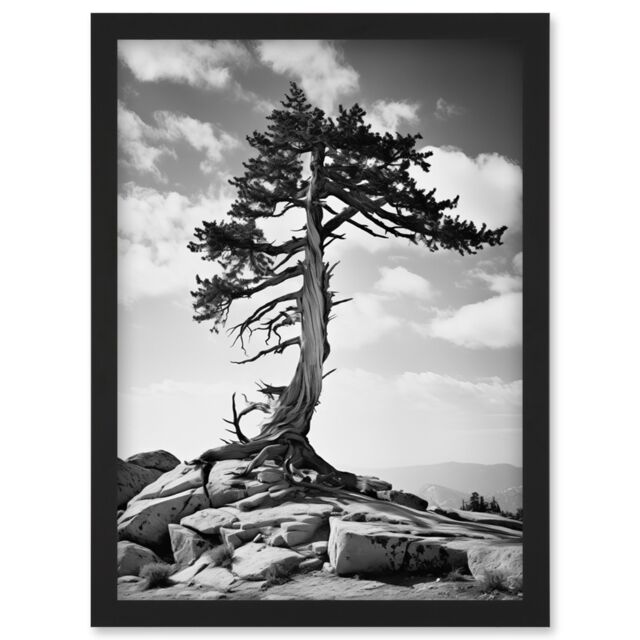 Artery8 Wall Art Print Weathered Jeffrey Pine Standing on a Rocky Hill Black & White Photograph Lone Tree Artwork Framed A4 - image 1